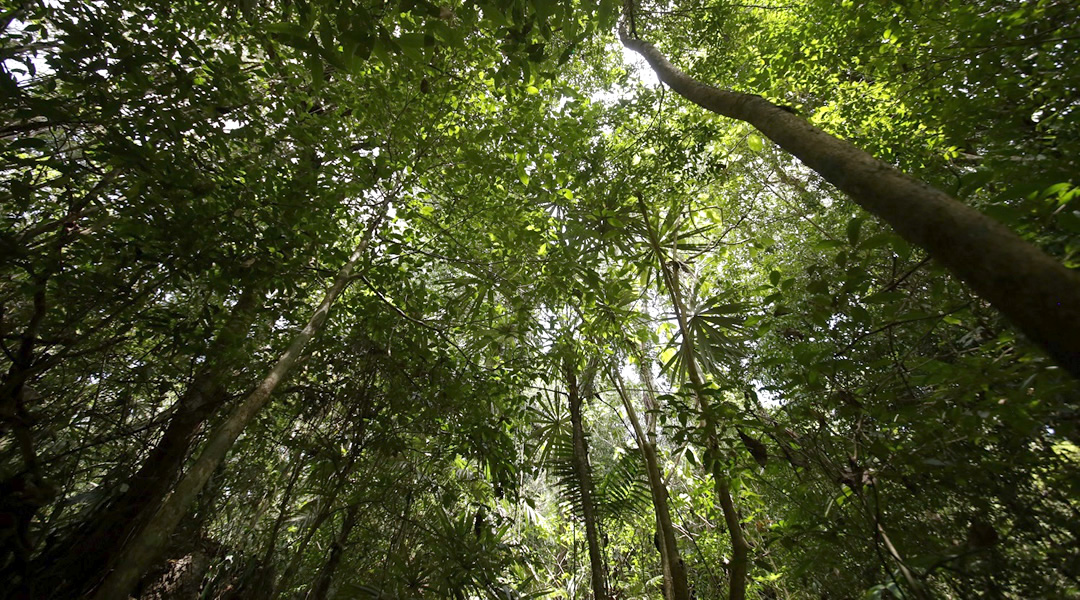 La Selva Maya de Quintana Roo